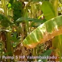 Arasarkulam(10)
